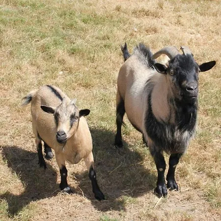 مكان تخييم Mobil-home Avec Terrasse Pour 6 Personnes - Api-1-52-1359