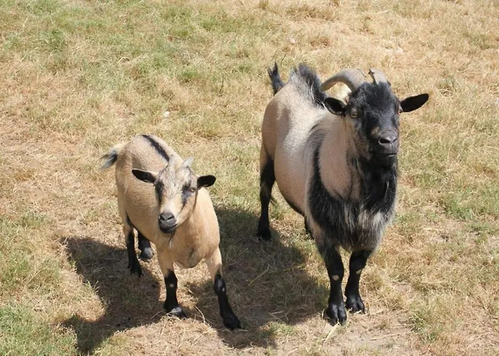 Campingplatz Mobil-home Avec Terrasse Pour 6 Personnes - Api-1-52-1359